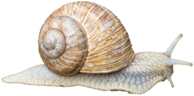 Schnecke